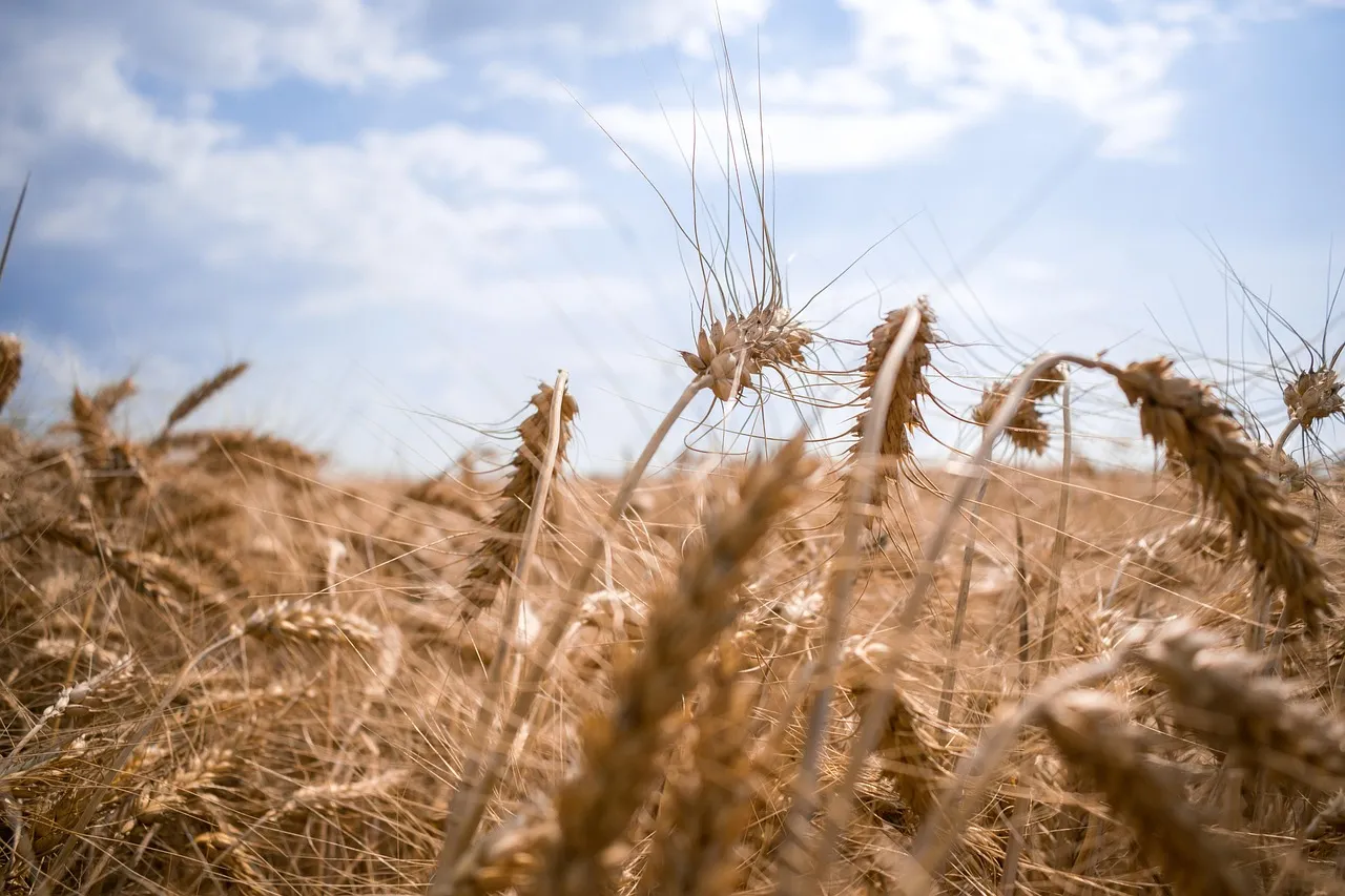 Champ de blé doré en Ukraine, grenier à blé de l'Europe