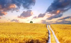 Paysage ukrainien typique avec champs de tournesols et ciel bleu